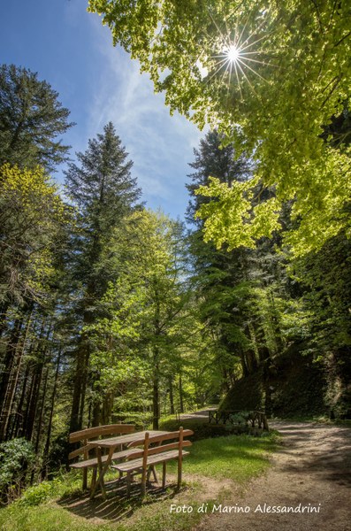 Santa Sofia (Fc). Parco Foreste Casentinesi Campigna. Foto di Marino Alessandrini