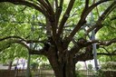 Gli alberi monumentali dell'Emilia-Romagna: giornate formative sulla gestione in ambito urbano e sulla conoscenza degli aspetti normativi e di valorizzazione