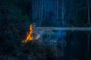 Incendi boschivi: Bollettino Verde fino alla mezzanotte del 20 febbraio