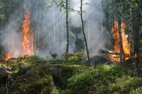Incendi boschivi: Bollettino Verde fino alla mezzanotte del 6 febbraio