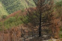 Incendi boschivi, dal 4 al 10 aprile in Emilia-Romagna ritorna la fase di attenzione