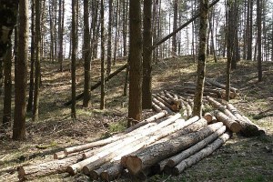 Nuovo prezzario per gli interventi forestali in Emilia-Romagna