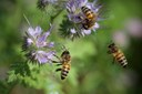 Oggi si celebra la giornata mondiale delle api