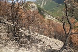 Online il report sulle aree percorse da incendio boschivo nel 2021
