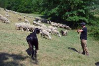 "Pasturs", una nuove esperienza con le greggi e le mandrie nel parco delle Foreste casentinesi