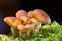 Raccolta funghi 2022 in provincia di Modena