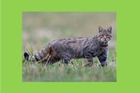 Rarissimo esemplare di gatto selvatico filmato sui monti di Fiumalbo