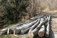Regolamento EUTR: rimandato il termine per l’iscrizione al Registro nazionale Imprese Legno per chi commercializza legno e derivati