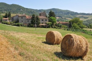 L'impiego del pascolo e del foraggio verde nella produzione di Parmigiano Reggiano in montagna