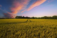 Sviluppo rurale, la nuova programmazione dei fondi Ue: 1 miliardo di euro per l'agroalimentare dell'Emilia-Romagna