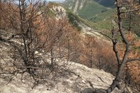 Incendi boschivi, Codice Giallo: “fase di attenzione” fino a domenica 17 settembre