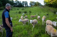 Nasce la scuola per pastori e allevatori nel Parco nazionale delle Foreste Casentinesi
